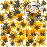 Gerbera Garden - Next Level Sheet