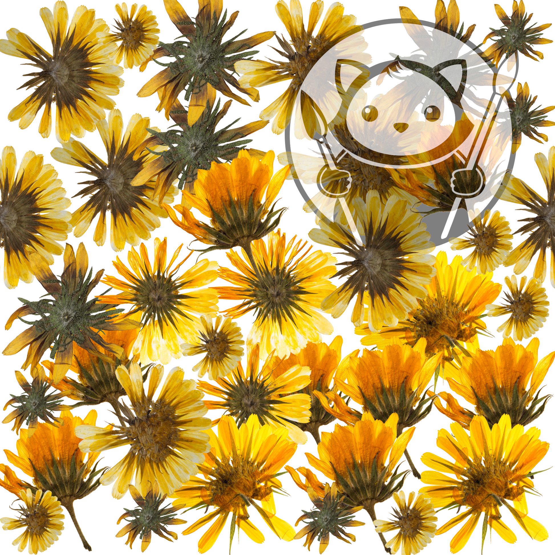 Next Level Sheet - Printed Acrylic and Plywood - Camomile Flowers Pattern